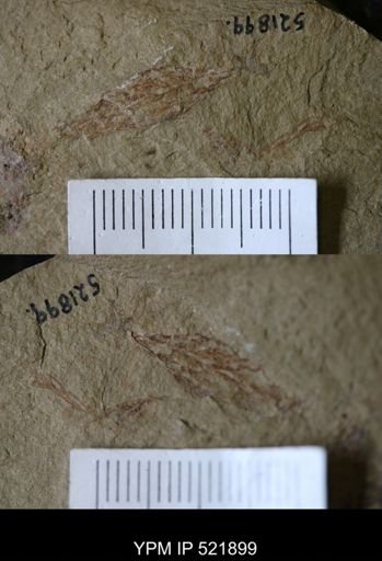 Dictyonema sp.