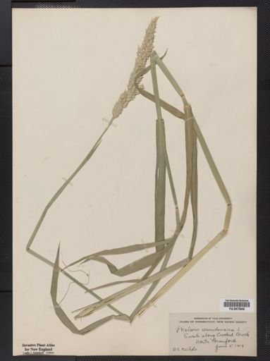 Phalaris arundinacea