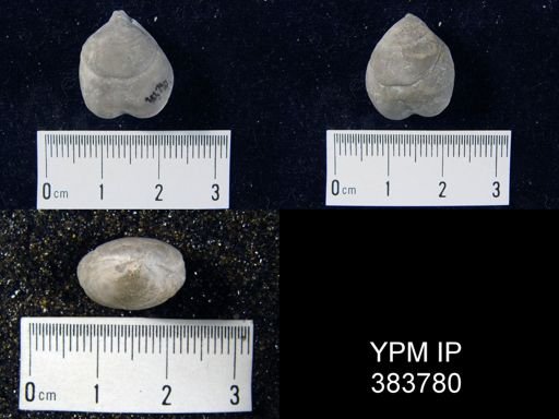 Dielasma sp.