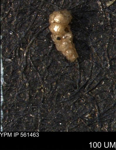 Verneuilinoides hectori