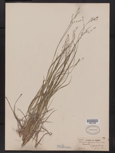 Panicum depauperatum