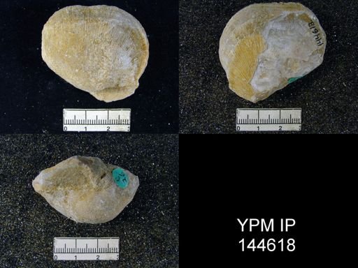 Derbya hemisphaerica