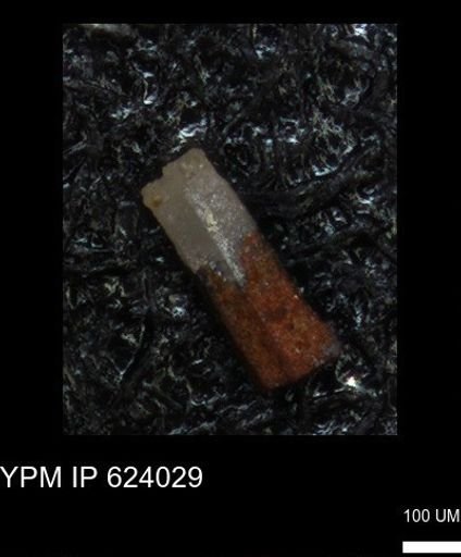 undet. Echinoidea
