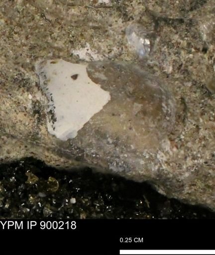 undet. Mollusca
