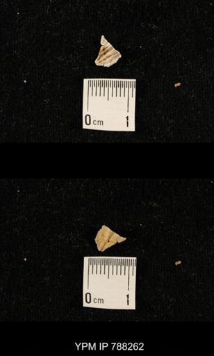 undet. Brachiopoda