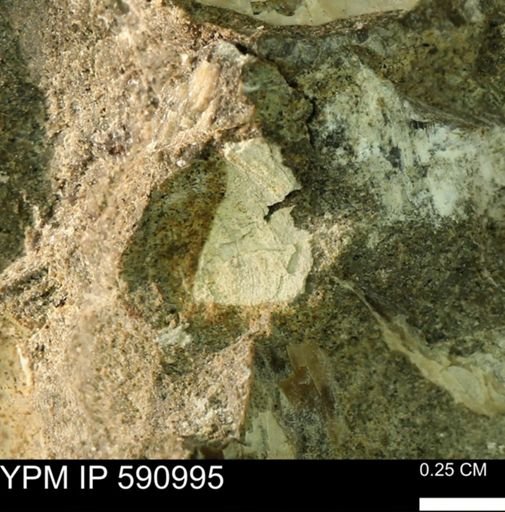 undet. Bivalvia