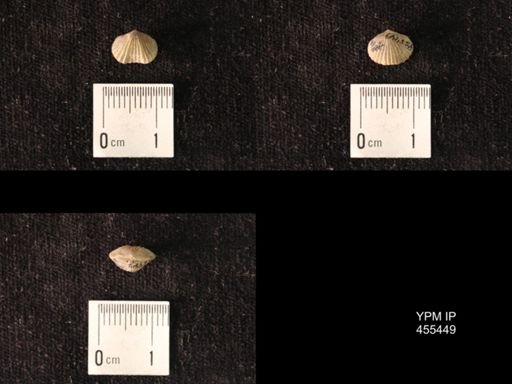 Platystrophia morrowensis