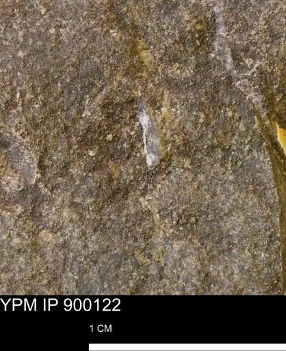 undet. Mollusca