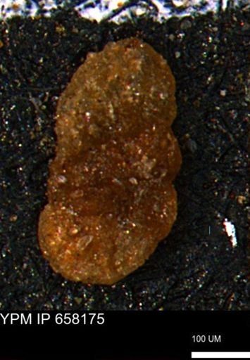 Ammobaculites euides