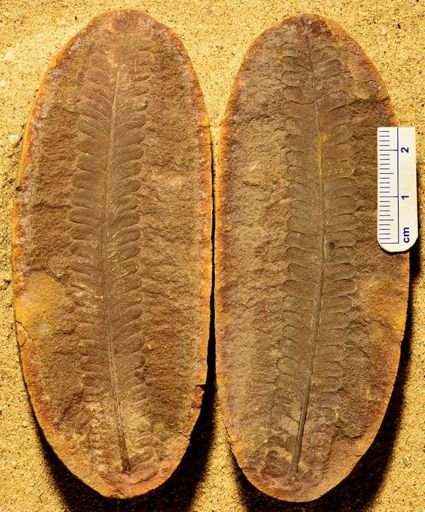 Pecopteris