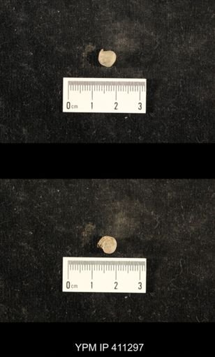 Euphemites carbonarius