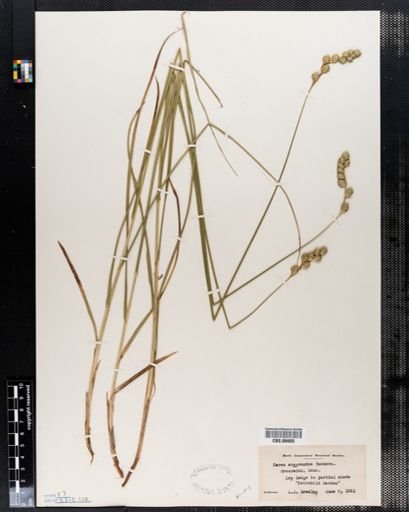 Carex argyrantha
