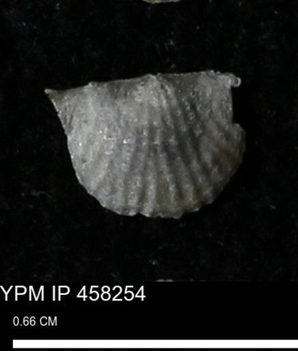 Chonetes mucronatus