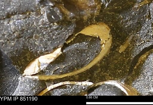 Limopsis striatopunctatus