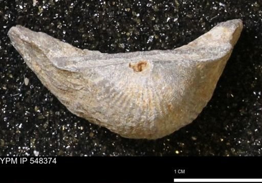 Stropheodonta navalis