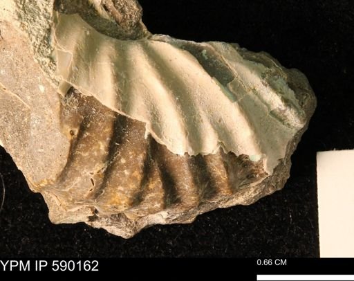 undet. Scaphitidae