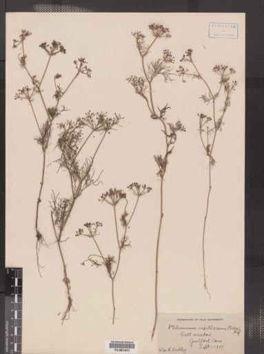 Ptilimnium capillaceum