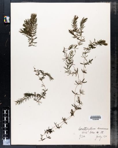 Ceratophyllum demersum
