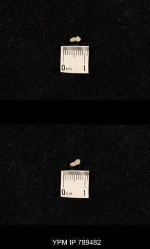 undet. Bryozoa