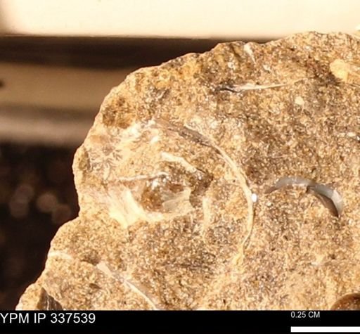 undet. Mollusca