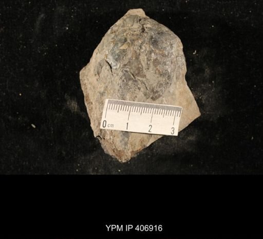 Linoproductus?