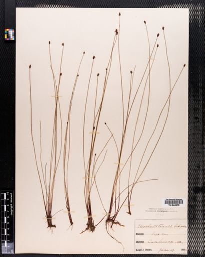 Eleocharis tenuis