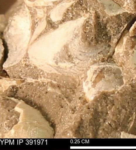 Protocardia sp.