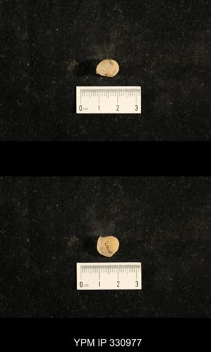 Euphemites sp.
