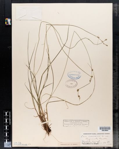 Carex canescens