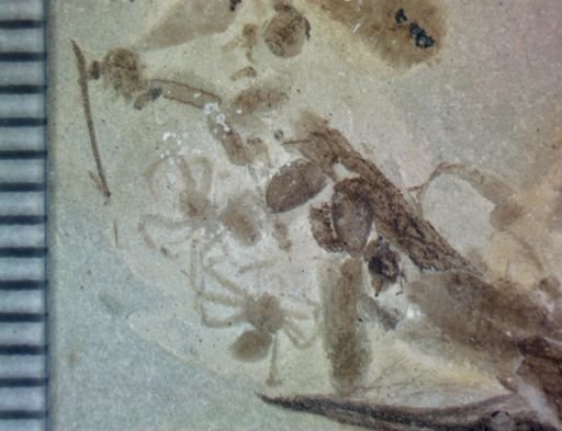 undet. Araneae