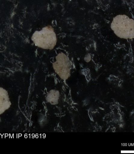 undet. Foraminiferida