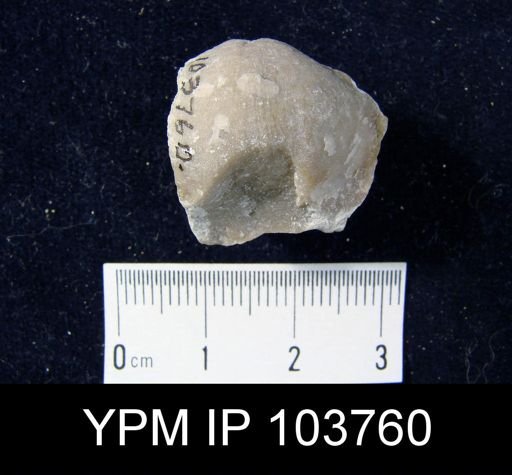 Leptaenisca concava