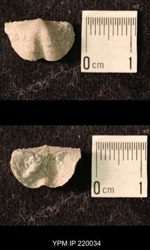 Chonetina flemingi alata