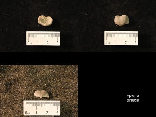 Marginifera wabashensis