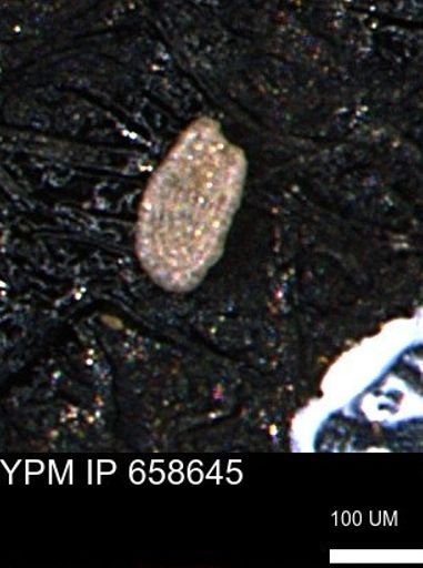Spirolocammina planula