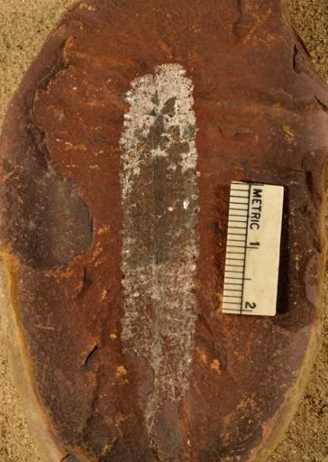 Pecopteris