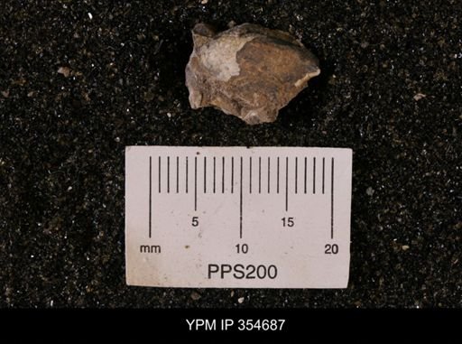 Pseudoptera subtortuosa