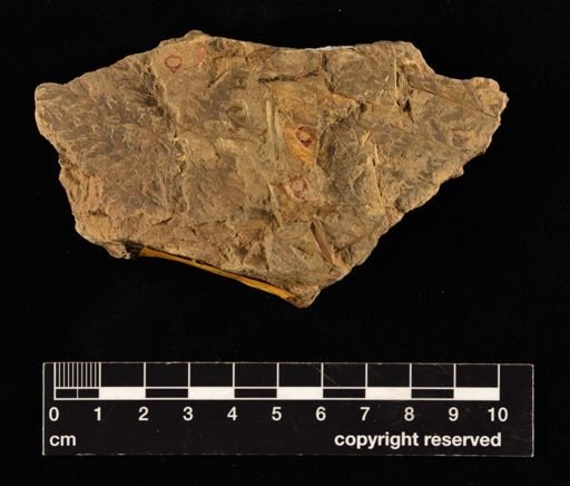 Sphenopteris orientalis