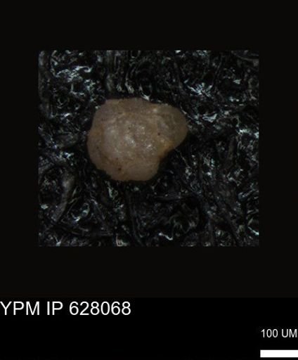 undet. Foraminiferida