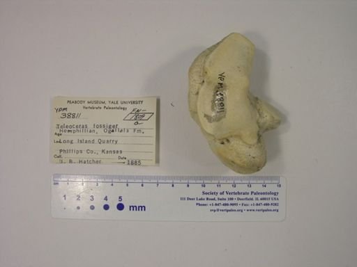 Teleoceras fossiger