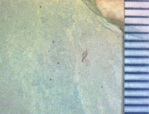 undet. Diptera
