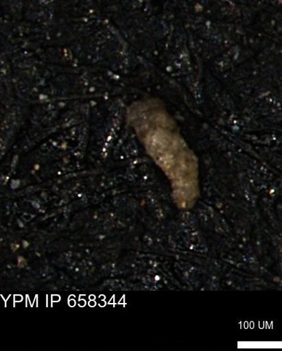 Verneuilinoides kansasensis
