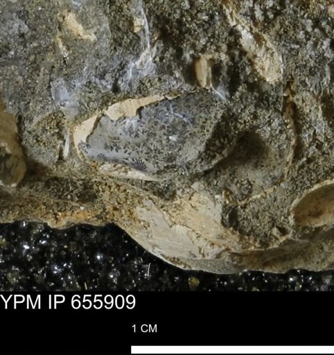 undet. Bivalvia