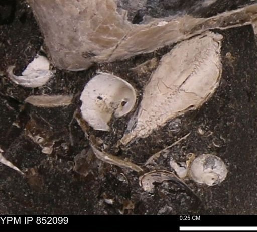Gastropoda