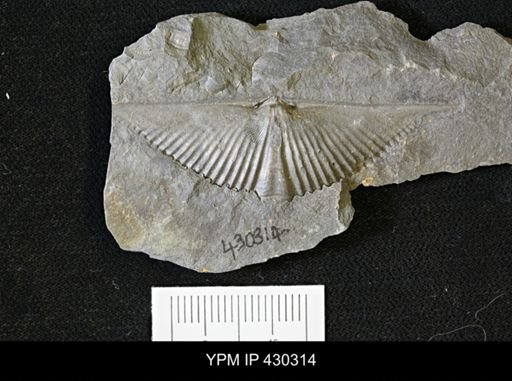 Mucrospirifer mucronatus