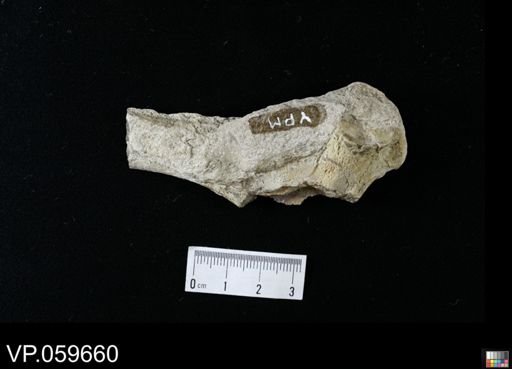 undet. Actinopterygii