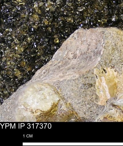 undet. Mollusca