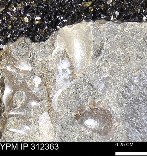 Phelopteria linguaeformis