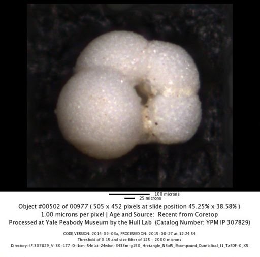 undet. Foraminiferida