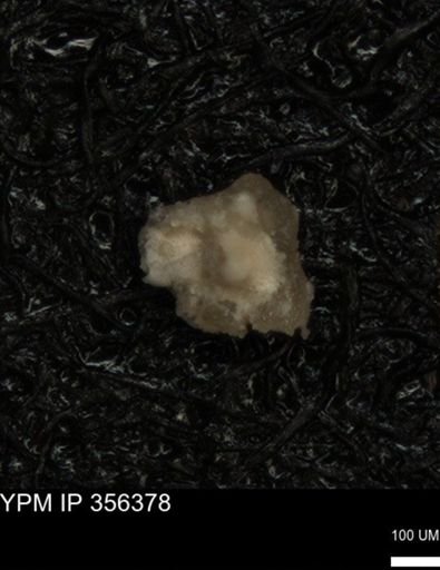 undet. Foraminiferida